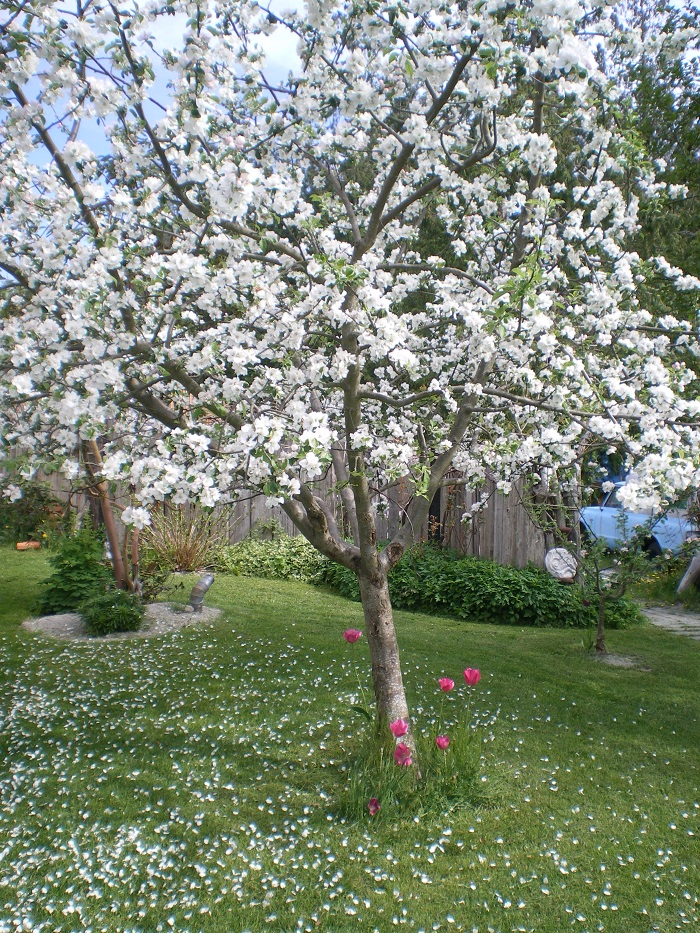 Gravenstein in blossom