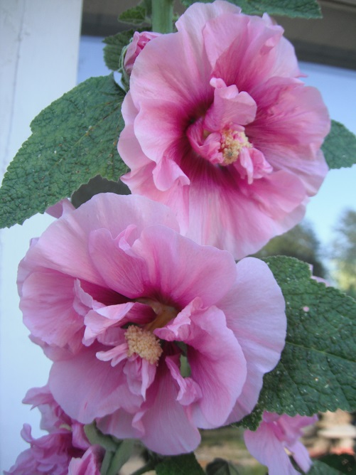 Hollyhocks