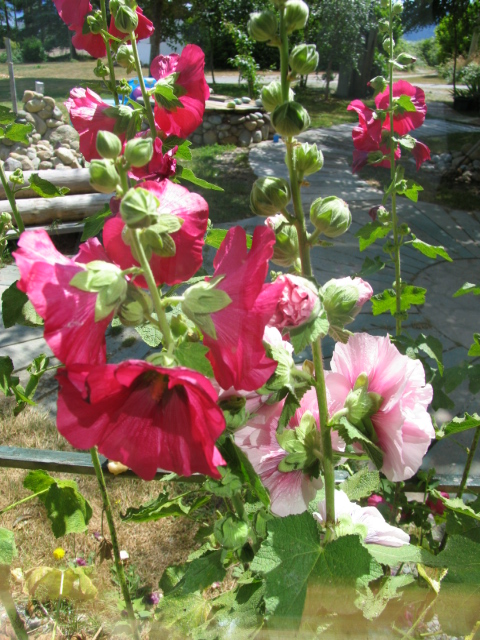 Hollyhocks