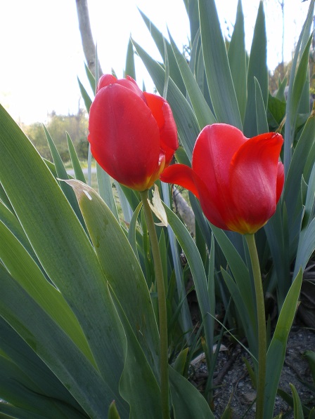 Tulips